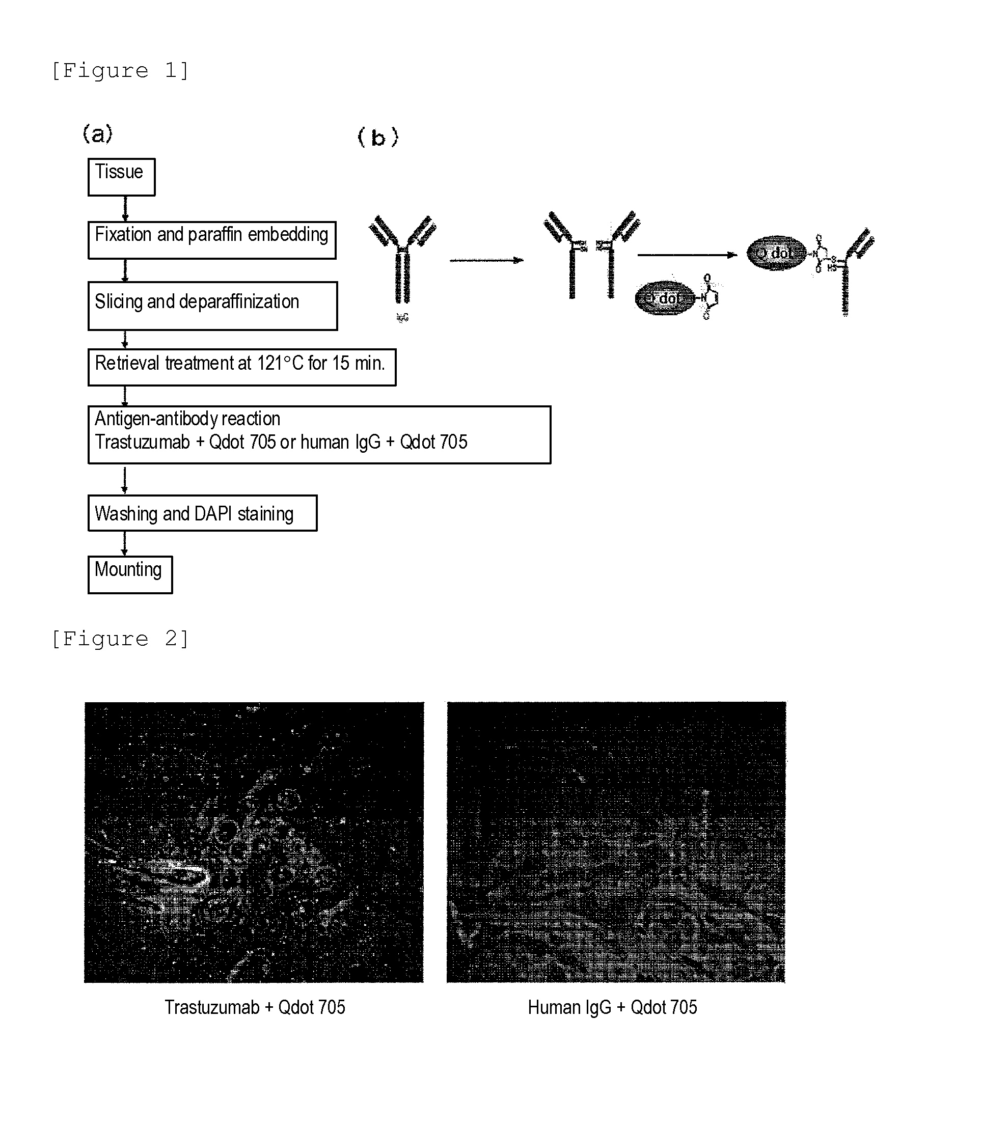 Method for Determining Effectiveness of Medicine Containing Antibody as Component