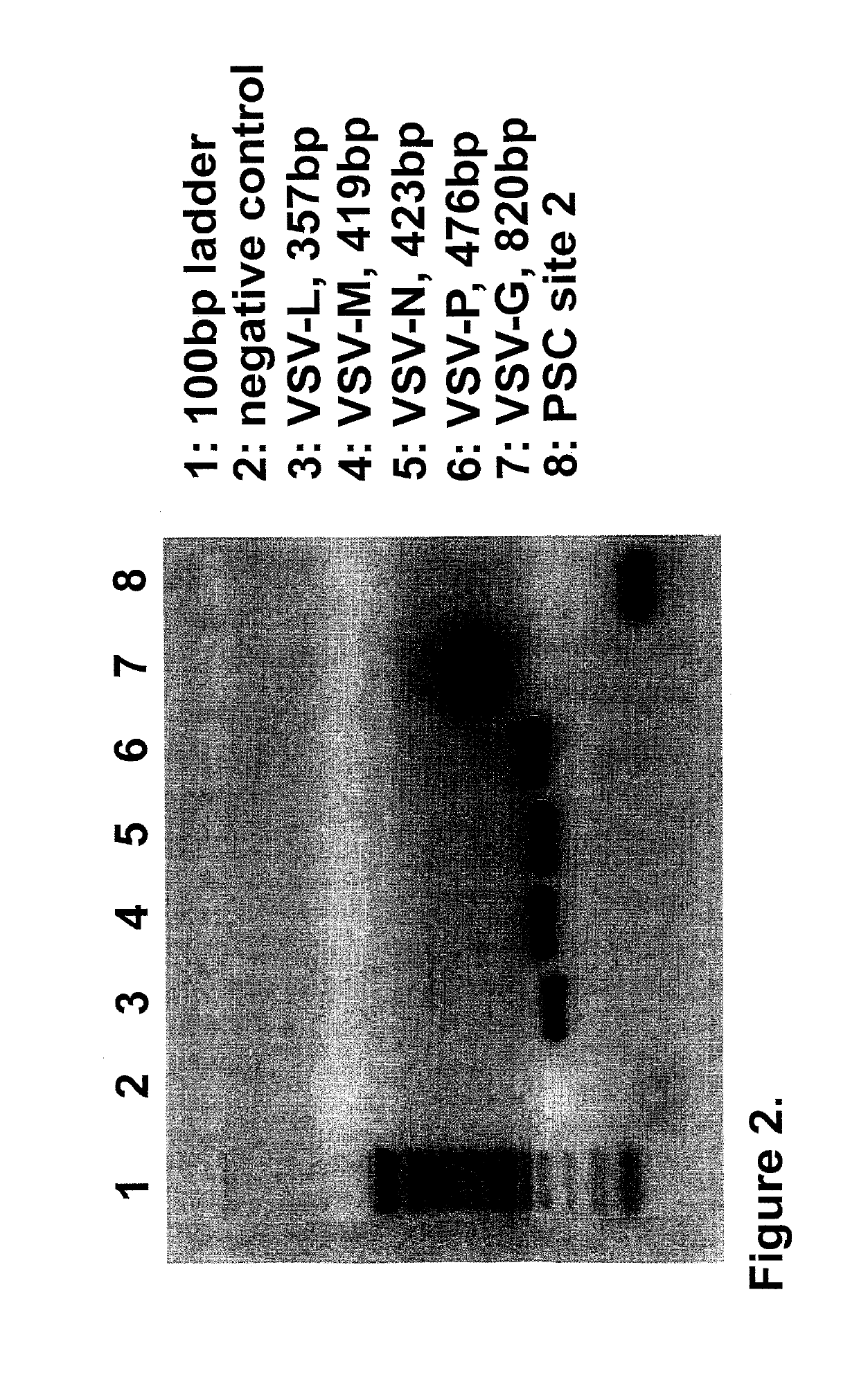 Methods of inducing an immune response against HIV by administering immunogenic peptides obtained from protease cleavage sites