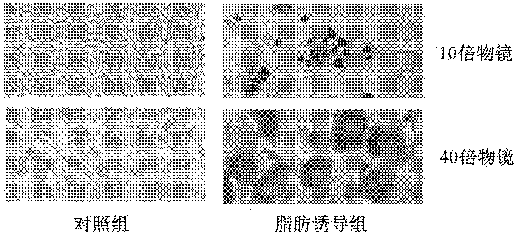 Method for extensive amplification of cell line and mesenchymal stem cell in vitro