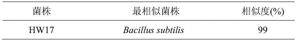 Biocontrol strain HW17 for preventing and treating cucumber green mottle mosaic viruses and application of biocontrol strain HW17