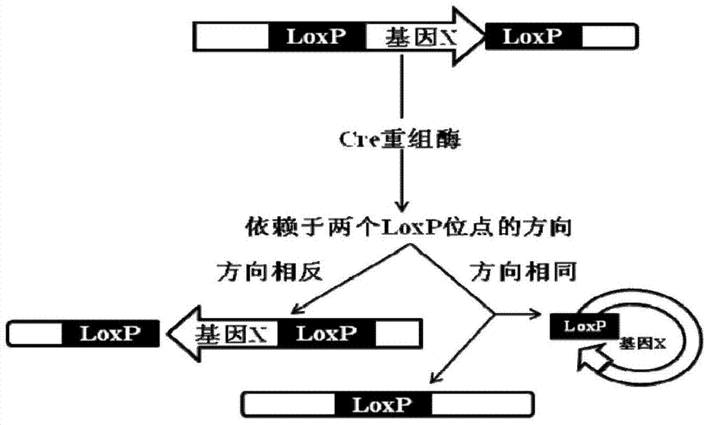 Conditional gene knockout method based on CRISPR/Cas9 technology