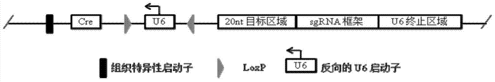 Conditional gene knockout method based on CRISPR/Cas9 technology