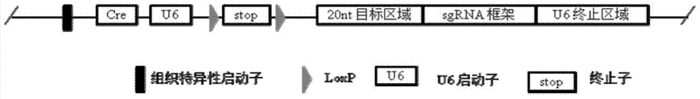 Conditional gene knockout method based on CRISPR/Cas9 technology