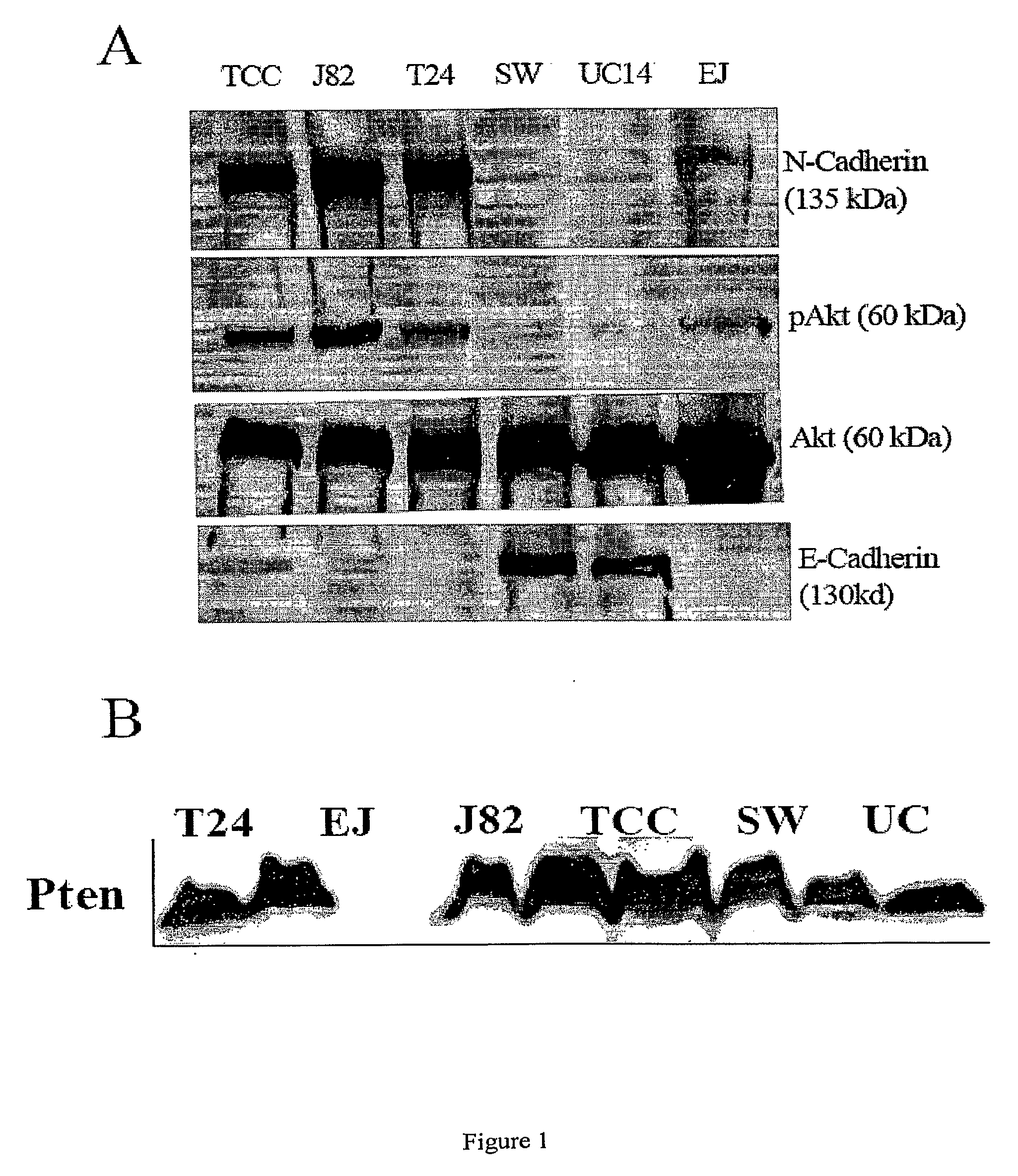 N-Cadherin and Ly6 E: Targets for Cancer Diagnosis and Therapy