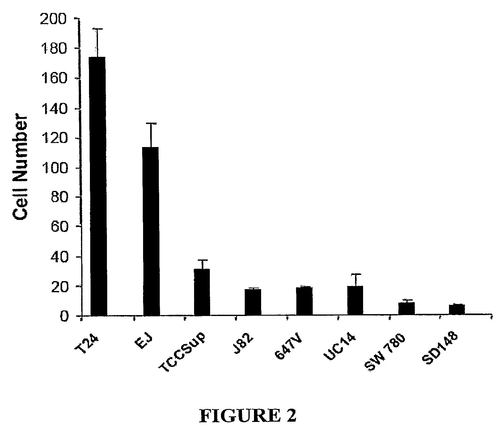 N-Cadherin and Ly6 E: Targets for Cancer Diagnosis and Therapy