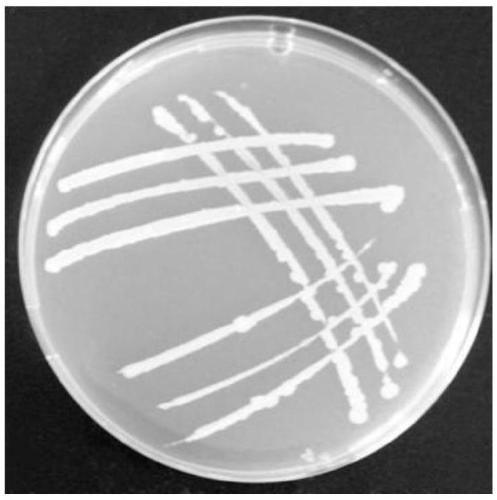 Bacilus siamensis, and application thereof in prevention and control of root rot and southern blight diseases