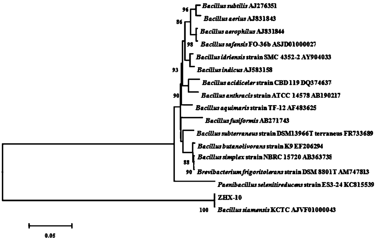 Bacilus siamensis, and application thereof in prevention and control of root rot and southern blight diseases