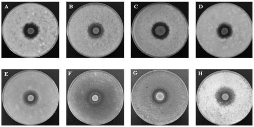 Bacilus siamensis, and application thereof in prevention and control of root rot and southern blight diseases