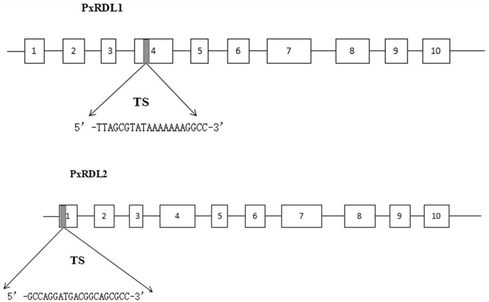 A kind of method for preparing Plutella xylostella rdl subunit knockout strain and its application