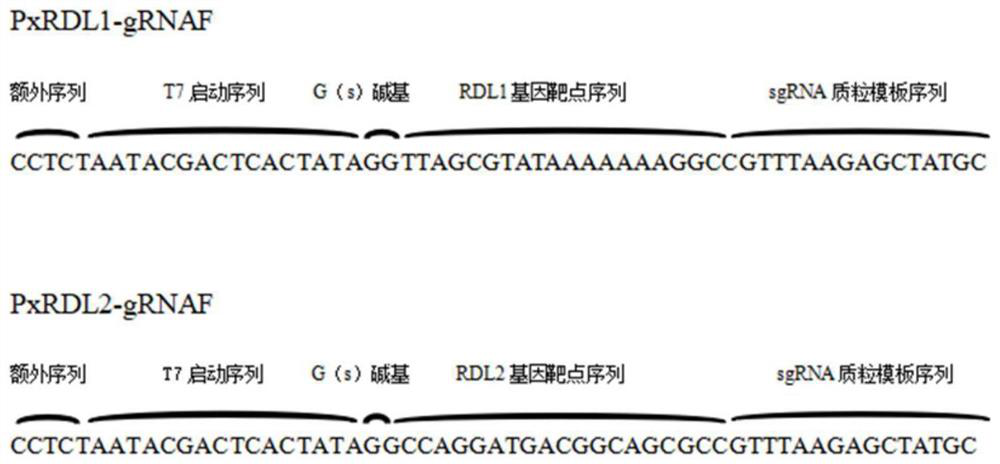 A kind of method for preparing Plutella xylostella rdl subunit knockout strain and its application