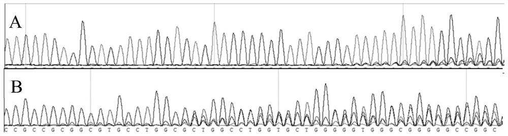 A kind of method for preparing Plutella xylostella rdl subunit knockout strain and its application