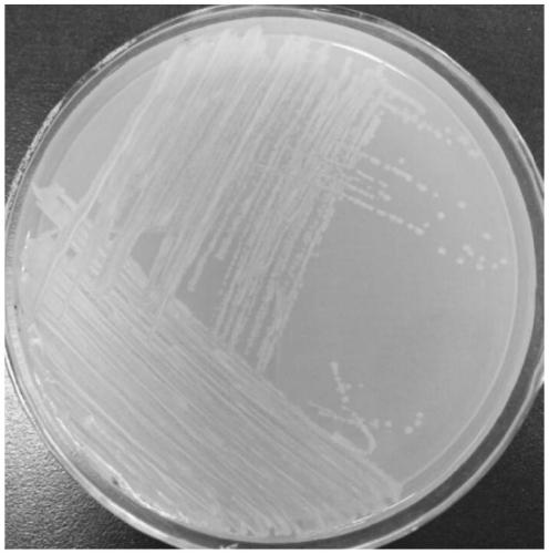 Sporosarcina strain and application thereof in deodorization of livestock and poultry manure