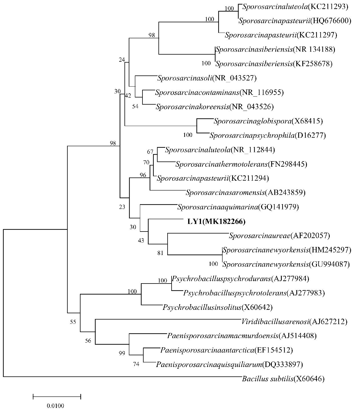 Sporosarcina strain and application thereof in deodorization of livestock and poultry manure