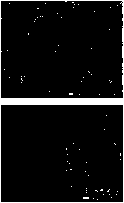 Preparation method of nerve conduit material based on polyhydroxyalkanoate/sodium alginate electrospun nanofiber