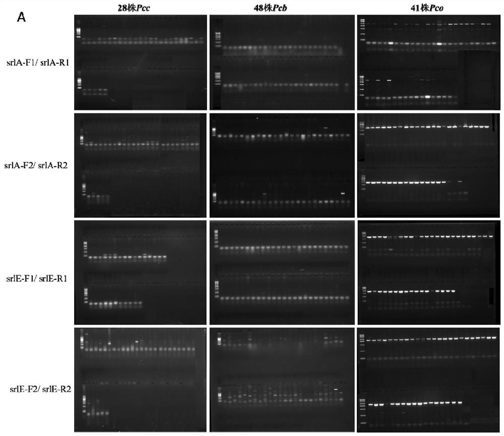 A kind of specific primer and detection method thereof