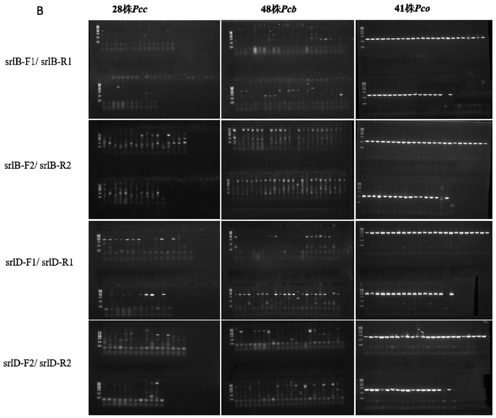 A kind of specific primer and detection method thereof