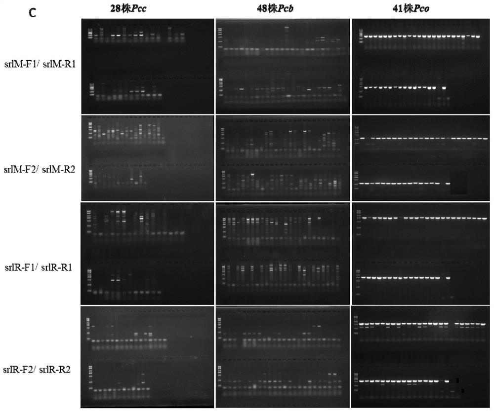 A kind of specific primer and detection method thereof