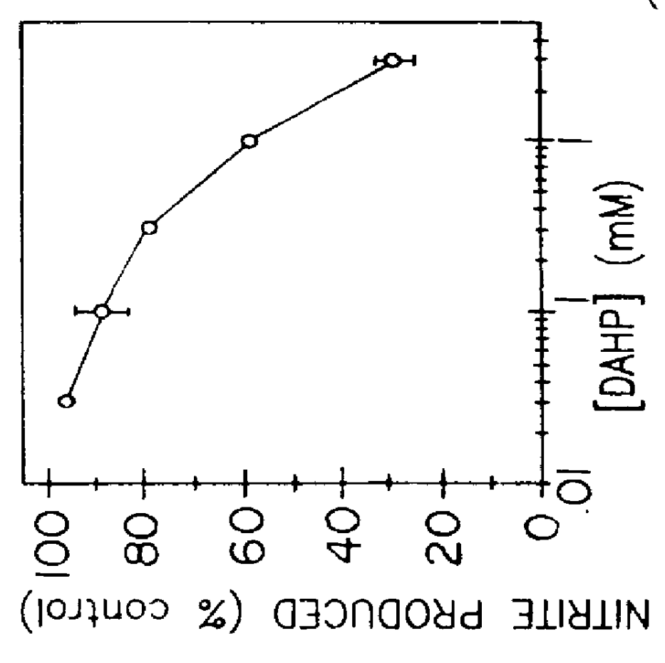 Blocking induction of tetrahydrobioterin to block induction of nitric oxide synthesis