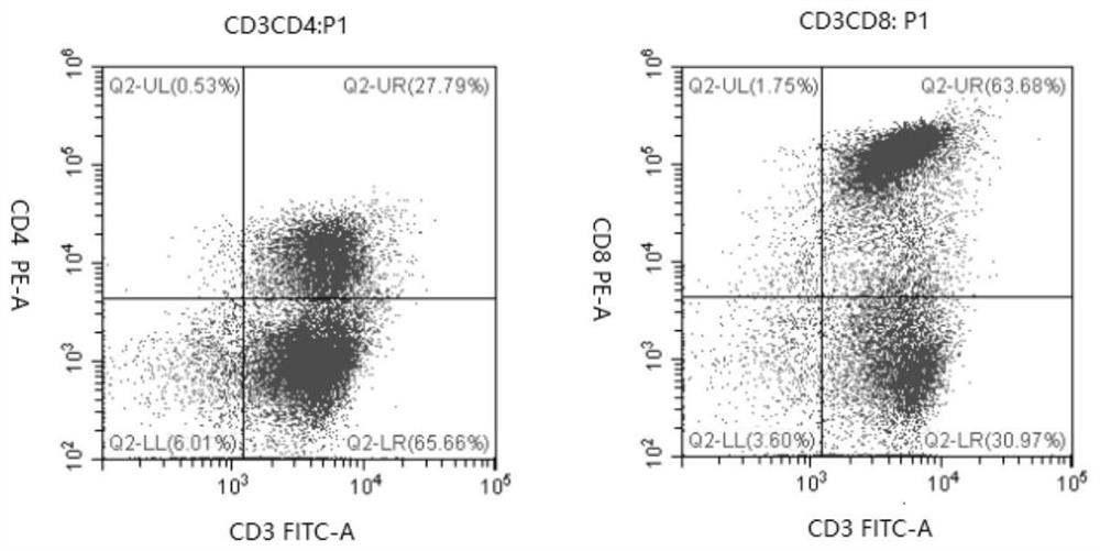 A preparation method of CTL targeting multiple epitopes of glioblastoma