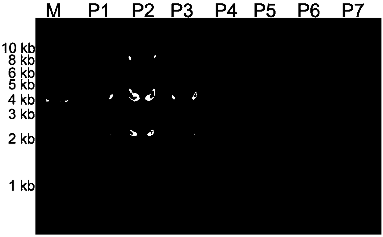 Pretreatment kit and method for bacterial plasmid extraction