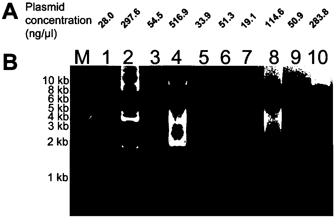 Pretreatment kit and method for bacterial plasmid extraction