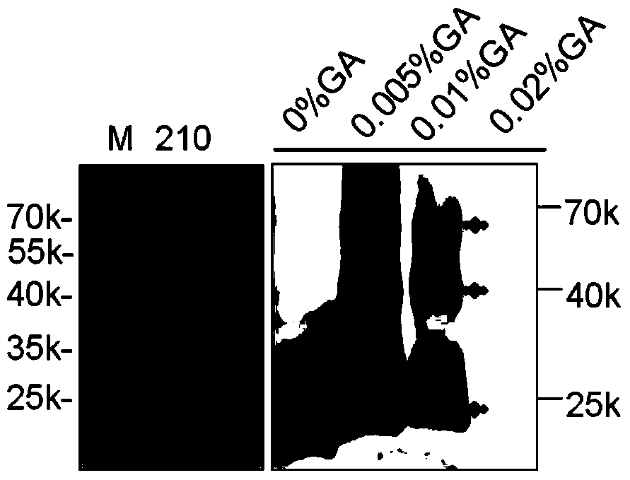 Fusion protein 210 and its use in optimizing viral replication