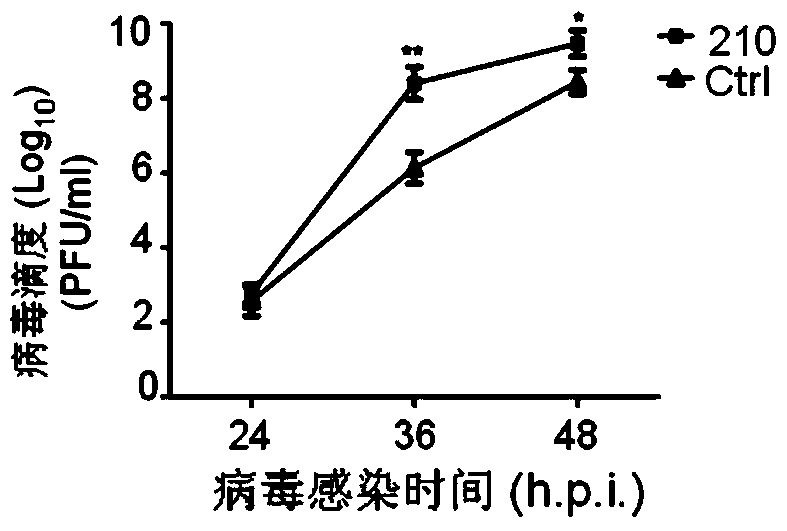 Fusion protein 210 and its use in optimizing viral replication