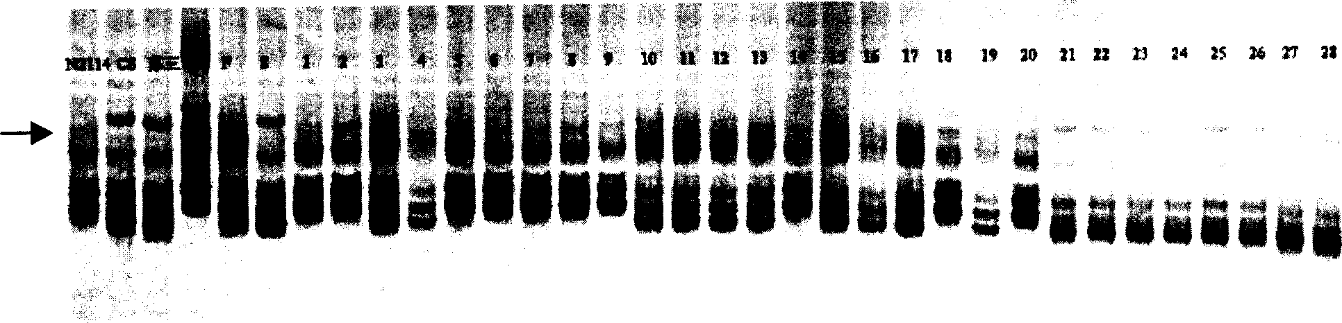 Wheat fertility recovery gene molecular mark and its obtaining method