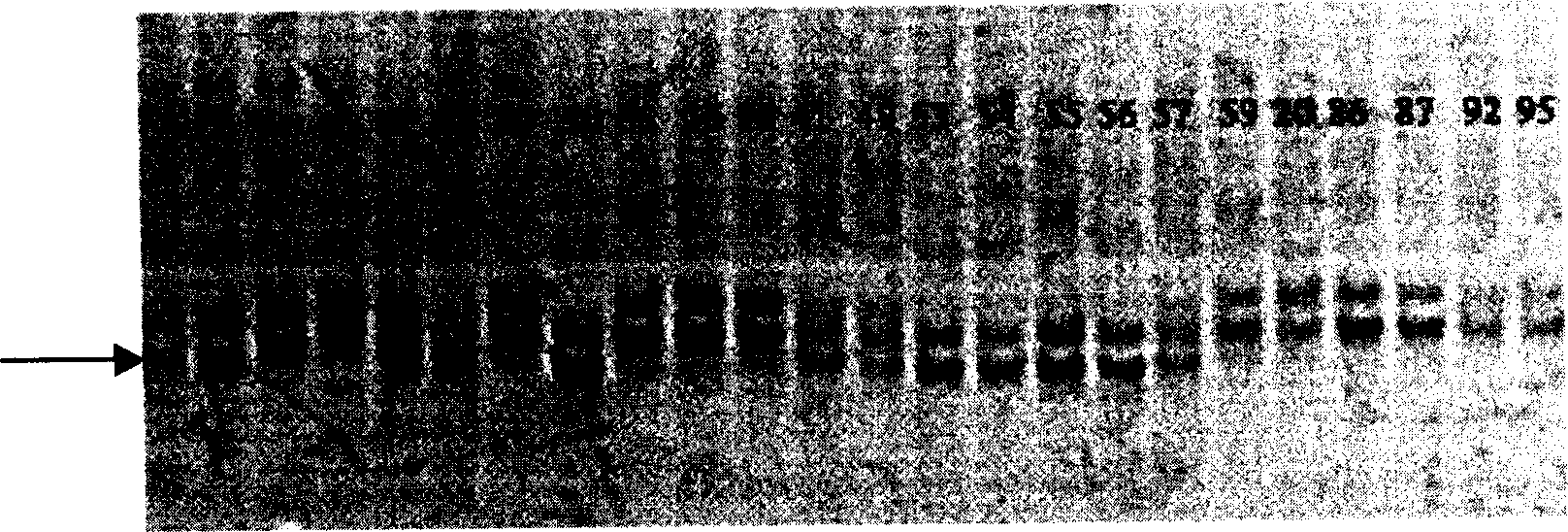 Wheat fertility recovery gene molecular mark and its obtaining method