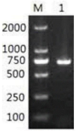 General type duck hepatitis A virus antibody ELISA (Enzyme-Linked Immunosorbent Assay) detection kit