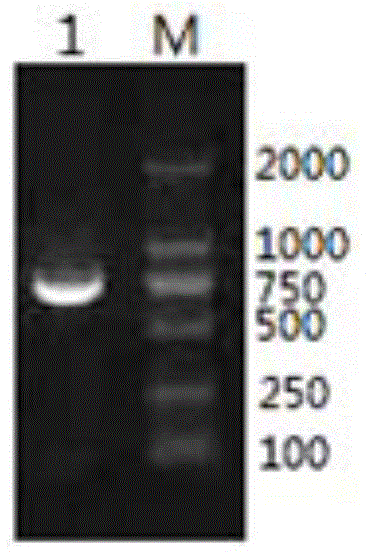 General type duck hepatitis A virus antibody ELISA (Enzyme-Linked Immunosorbent Assay) detection kit