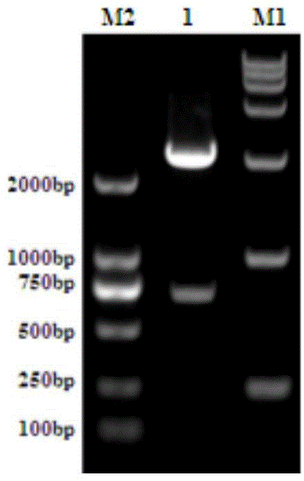 General type duck hepatitis A virus antibody ELISA (Enzyme-Linked Immunosorbent Assay) detection kit