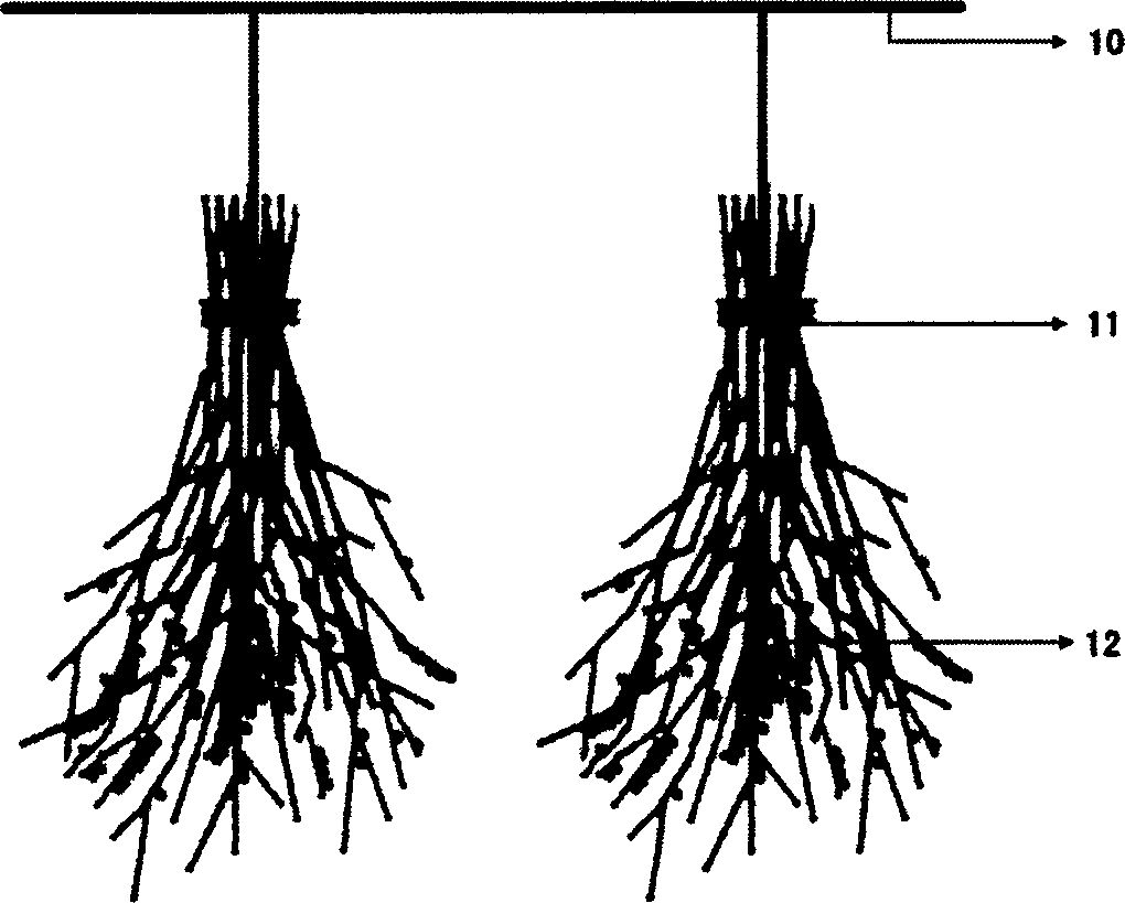 Method for swimming type shellfish hatching and larva cultivation