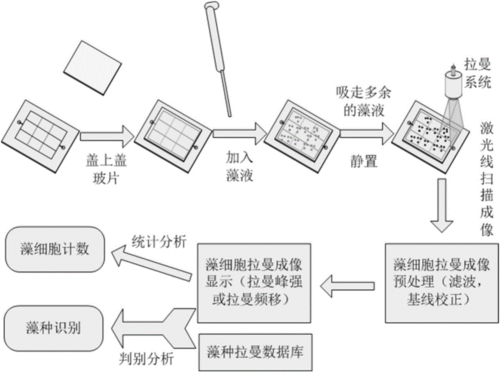 Method for counting algae cells and determining algae species on basis of line scanning Raman microscopy imaging