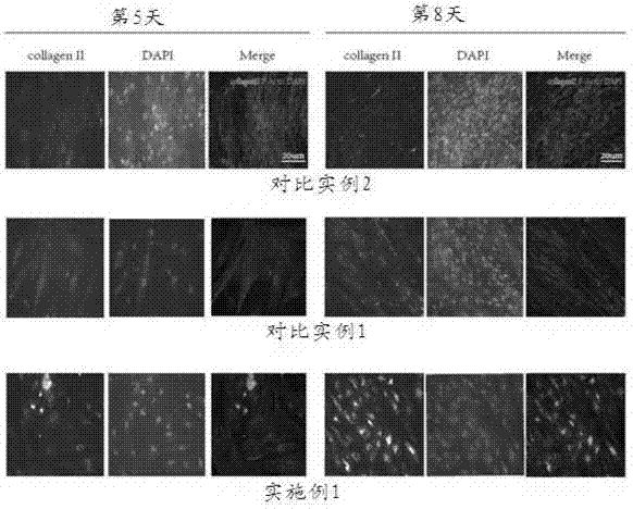 Method for inducing mesenchymal stem cells (MSCs) into chondrocytes