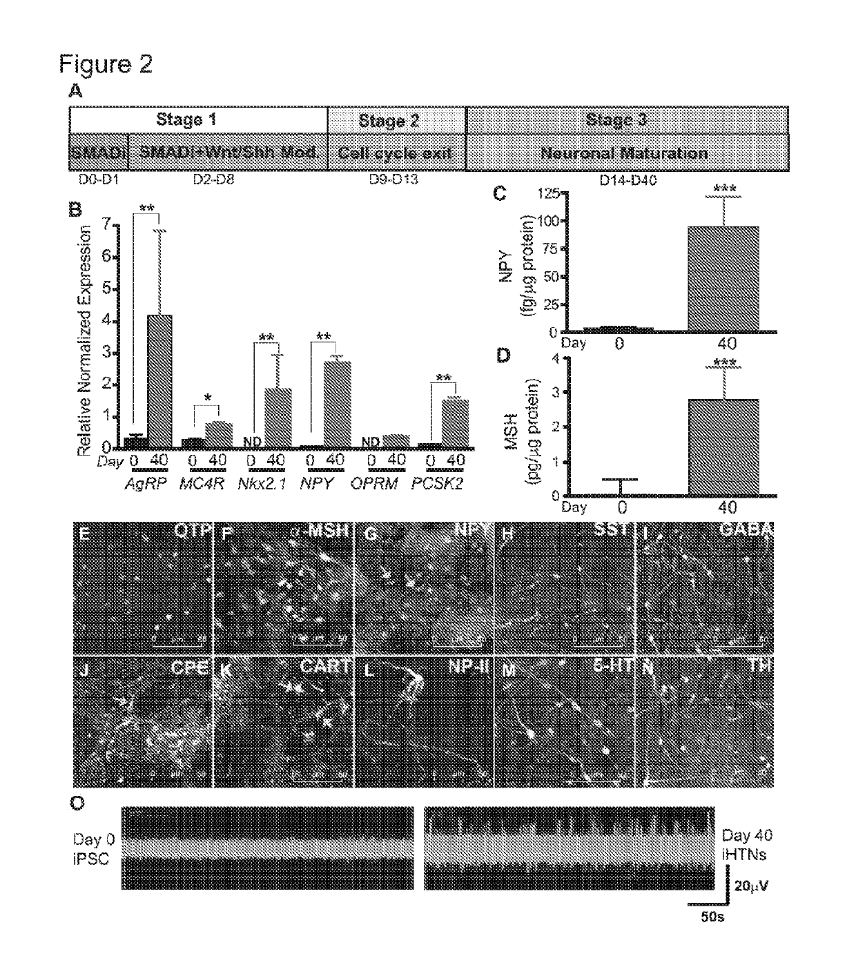 Systems and methods for growth of intestinal cells in microfluidic devices