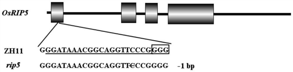 Application of ascorbic acid oxidase RIP5 to regulating and controlling of drought resistance of rice