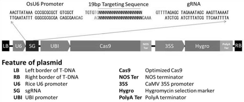 Application of ascorbic acid oxidase RIP5 to regulating and controlling of drought resistance of rice