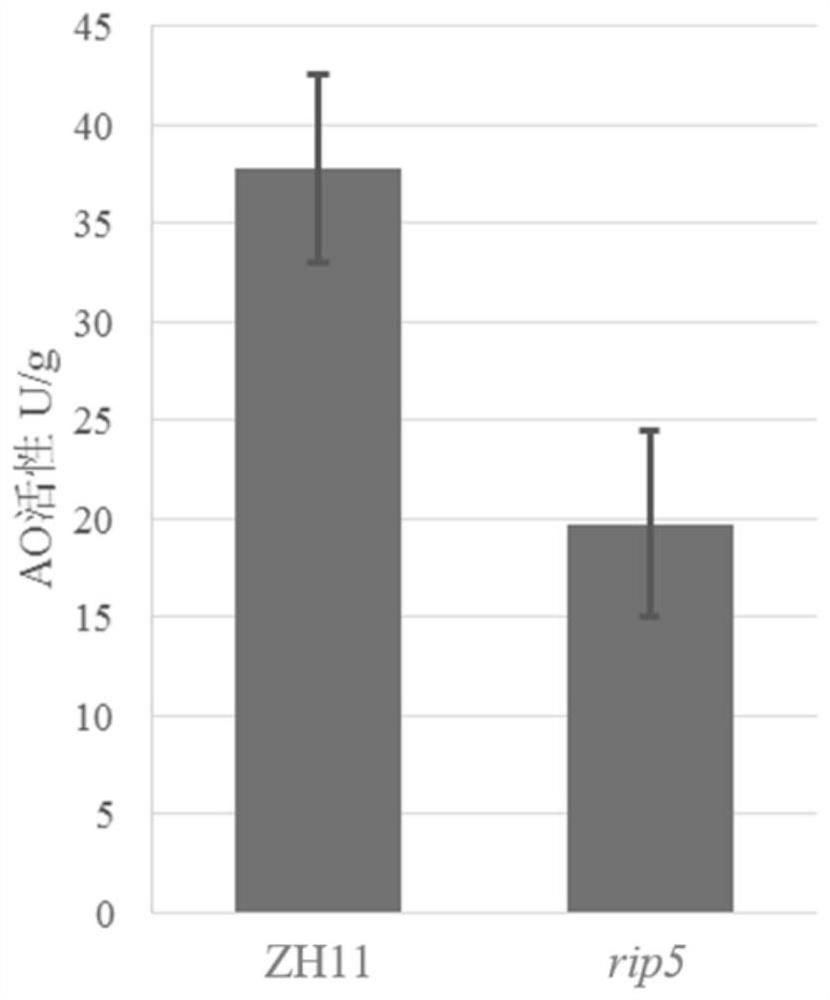 Application of ascorbic acid oxidase RIP5 to regulating and controlling of drought resistance of rice