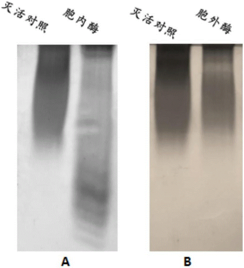 High-yield fucoidanase ocean alternating pseudomonas and application thereof