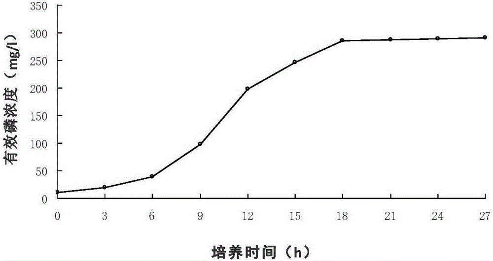 Bacterium LRP3 capable of mineralizing and fixing heavy metal ions and application of bacterium LRP3