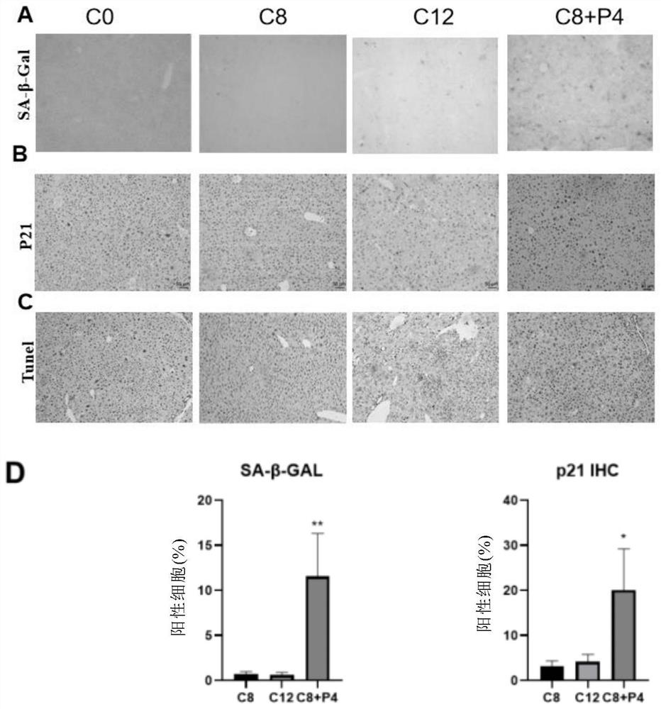 Composition and method for inducing aging of precancerous cells