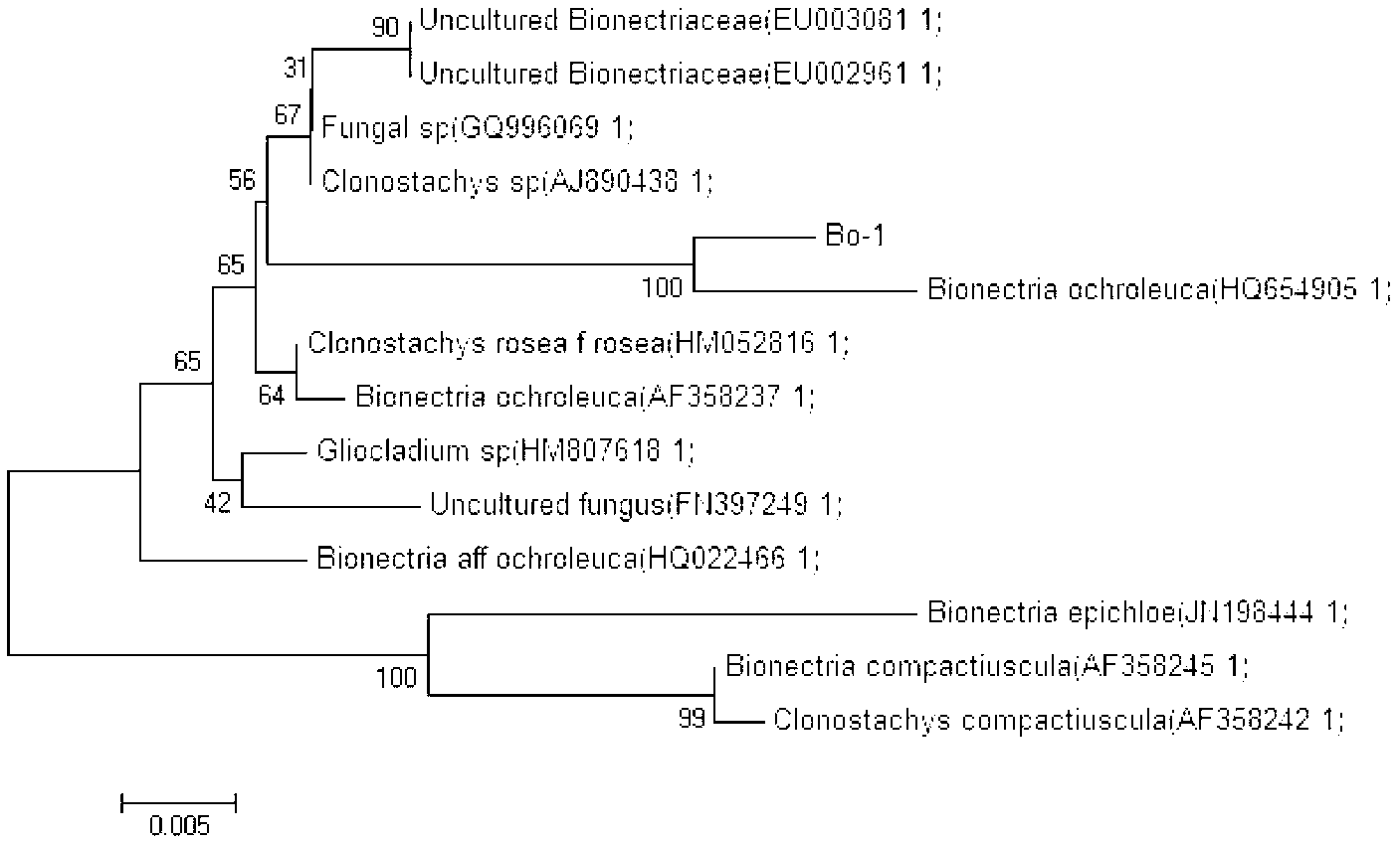 Bionectria ochroleuca Bo-1 strain, cultures thereof, and applications of the strain and the cultures thereof in resisting pathogenic bacteria