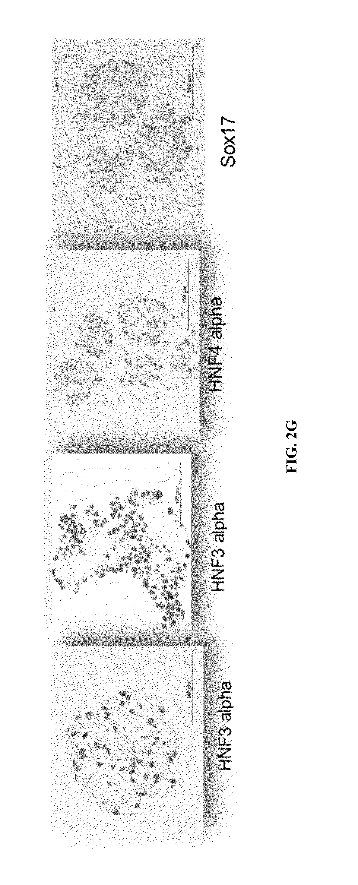 Methods and compositions for culturing endoderm progenitor cells in suspension