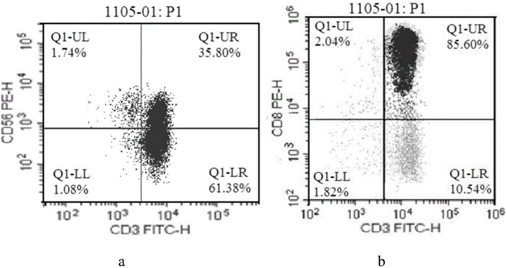 cik cell and its culture method and application