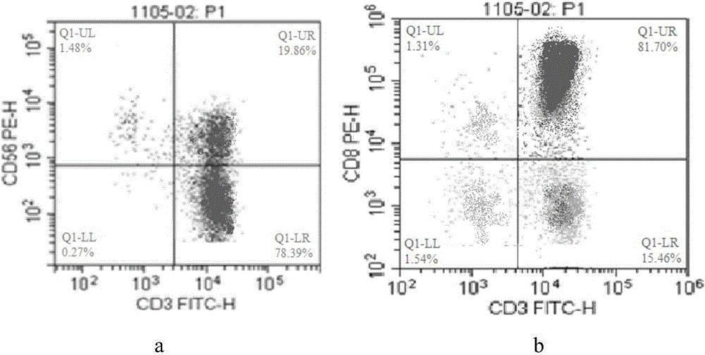 cik cell and its culture method and application