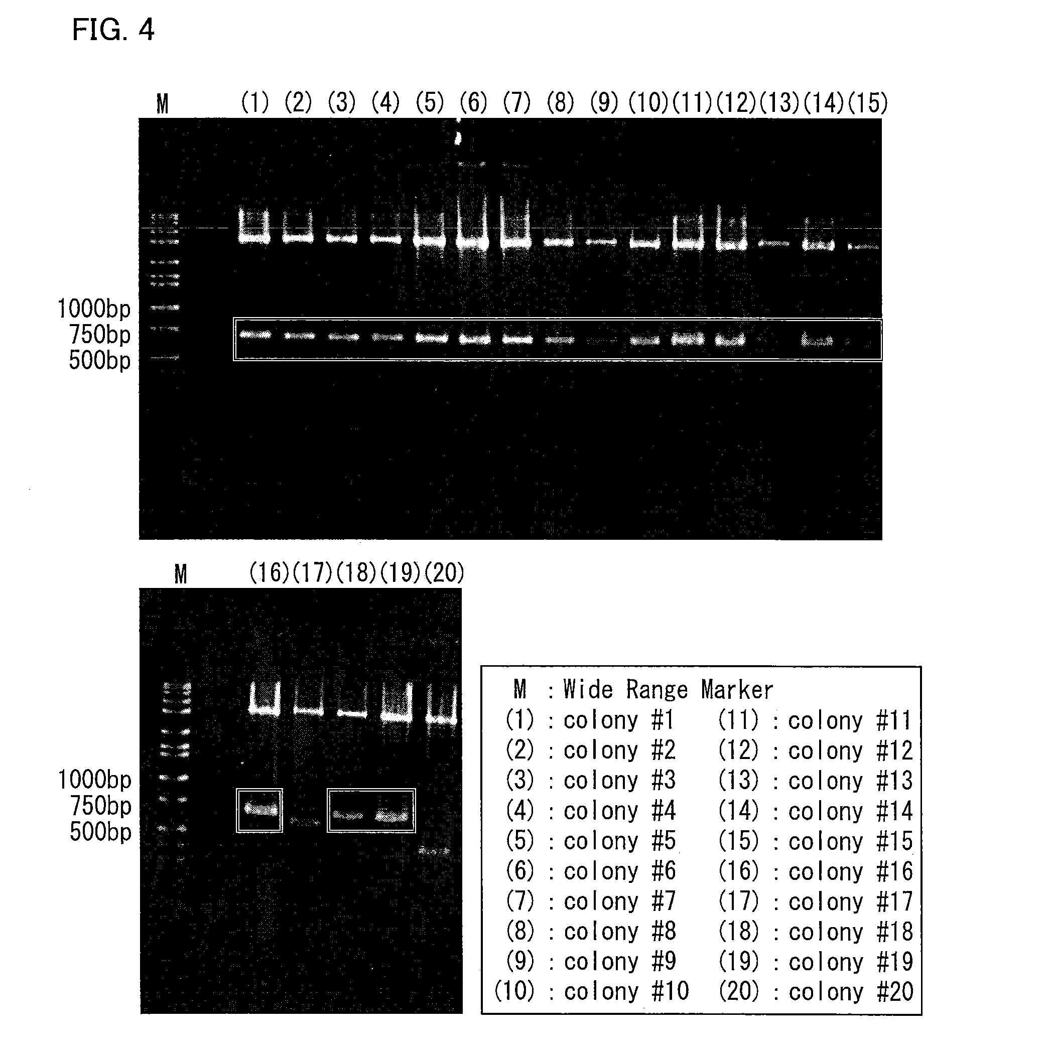 Antiviral agent, abzyme, primer set, method for producing polynucleotide, and method for producing polypeptide