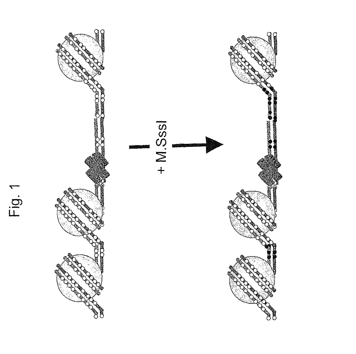 Methods and kits for genome-wide methylation of GpC sites and genome-wide determination of chromatin structure