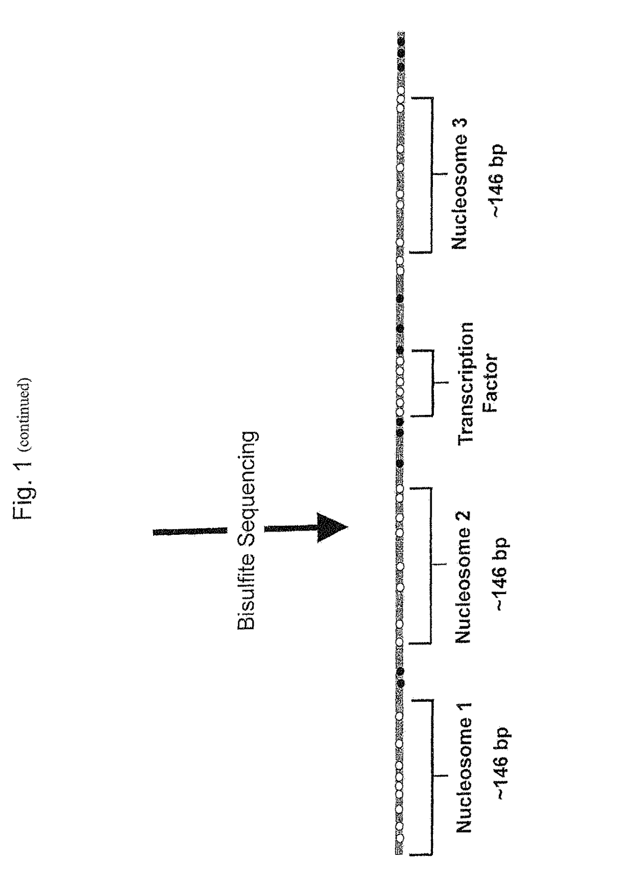 Methods and kits for genome-wide methylation of GpC sites and genome-wide determination of chromatin structure