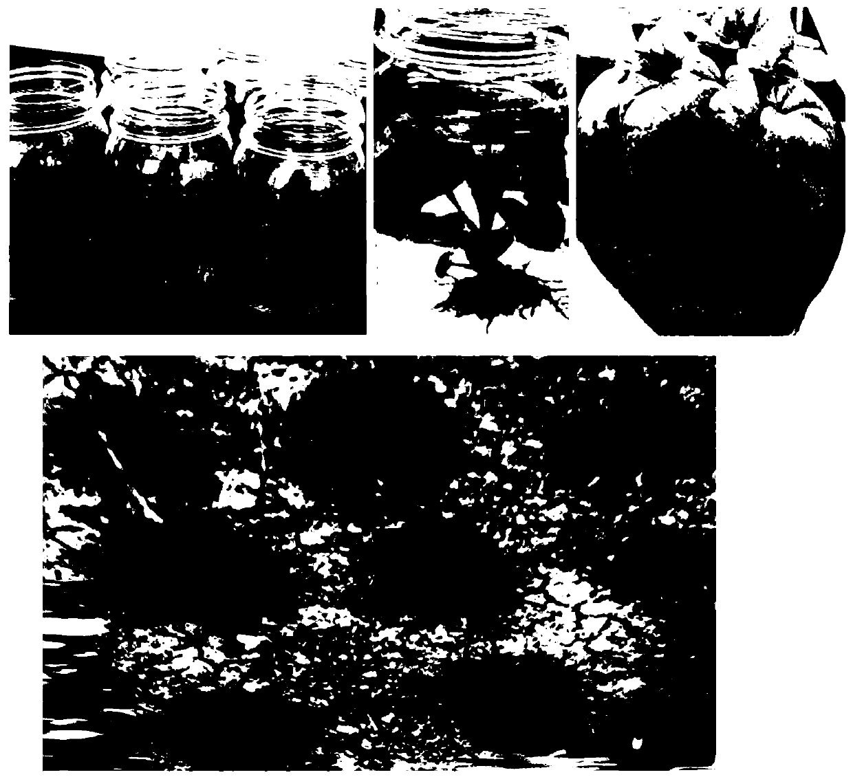 Culture medium group for tissue culture rapid propagation of dracocephalum plants and application thereof